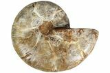 Jurassic Cut & Polished Ammonite Fossil (Half)- Madagascar #215991-1